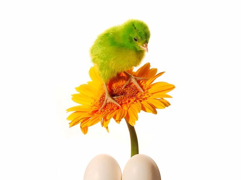 green chick on a flower