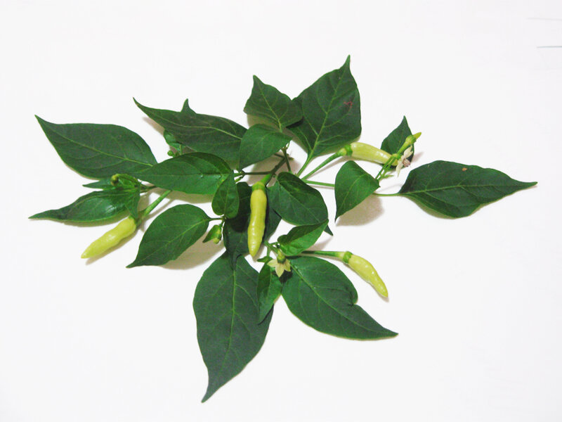 Green Chili Peppers on Branch
