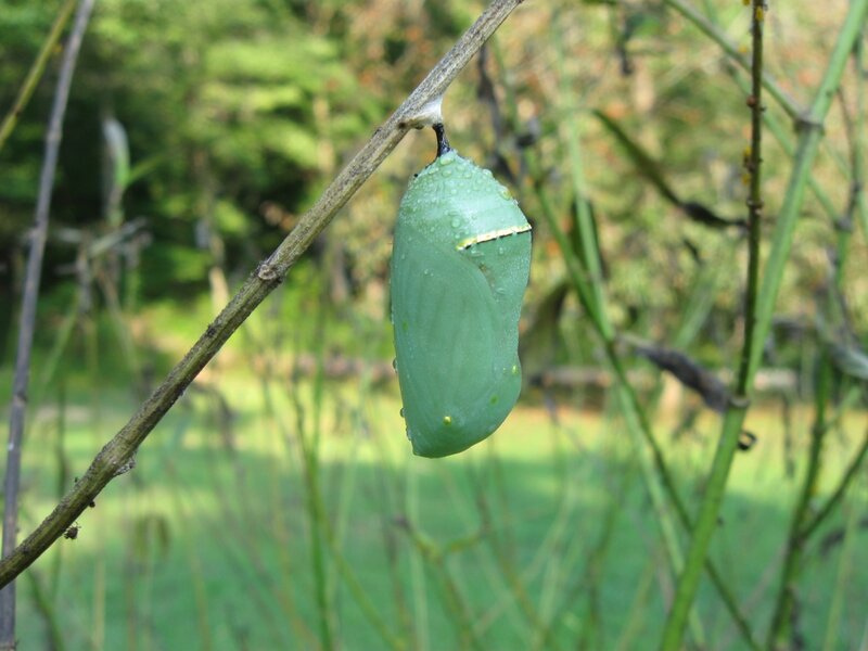 Green Chrysalis on Branch
