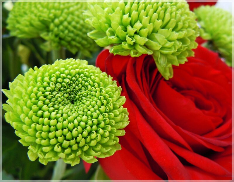 Green Chrysanthemum and Red Rose