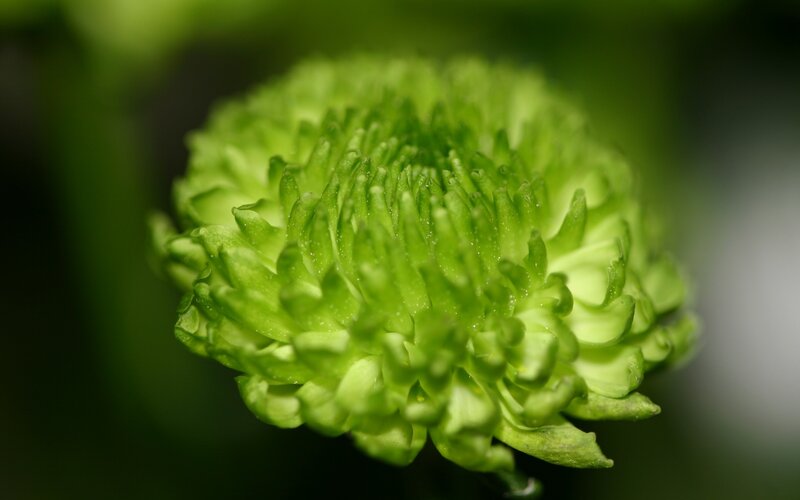 green chrysanthemum bud