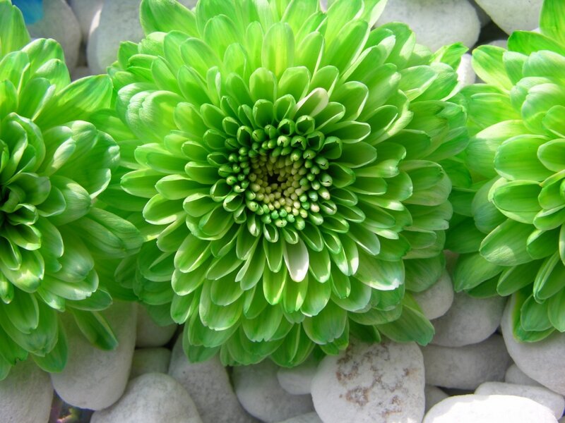 Green Chrysanthemum Flower — Calm, Afternoon