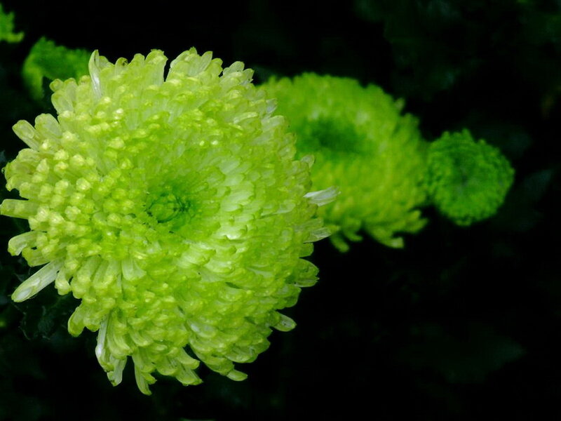 Green Chrysanthemum Flower — Calm, Photograph, Bloom