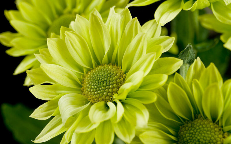 Green Chrysanthemum Flower — Calm, Photograph, Petals, Center
