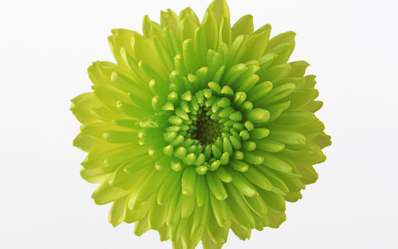 Green Chrysanthemum Flower — Calm, Photograph
