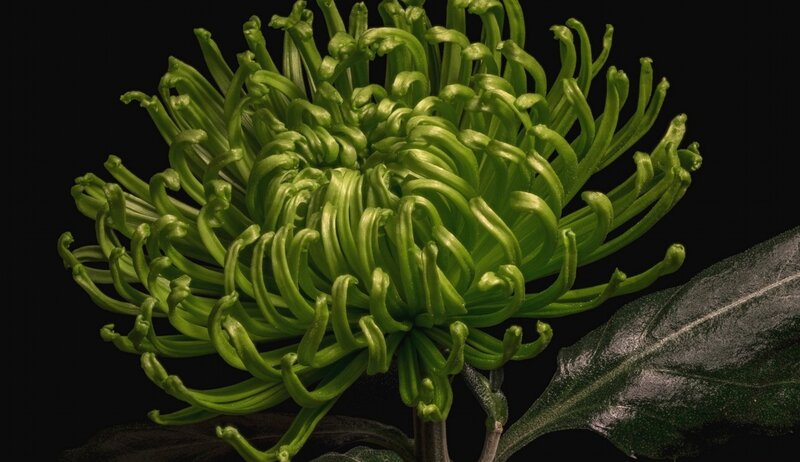 Green Chrysanthemum Flower — Dramatic