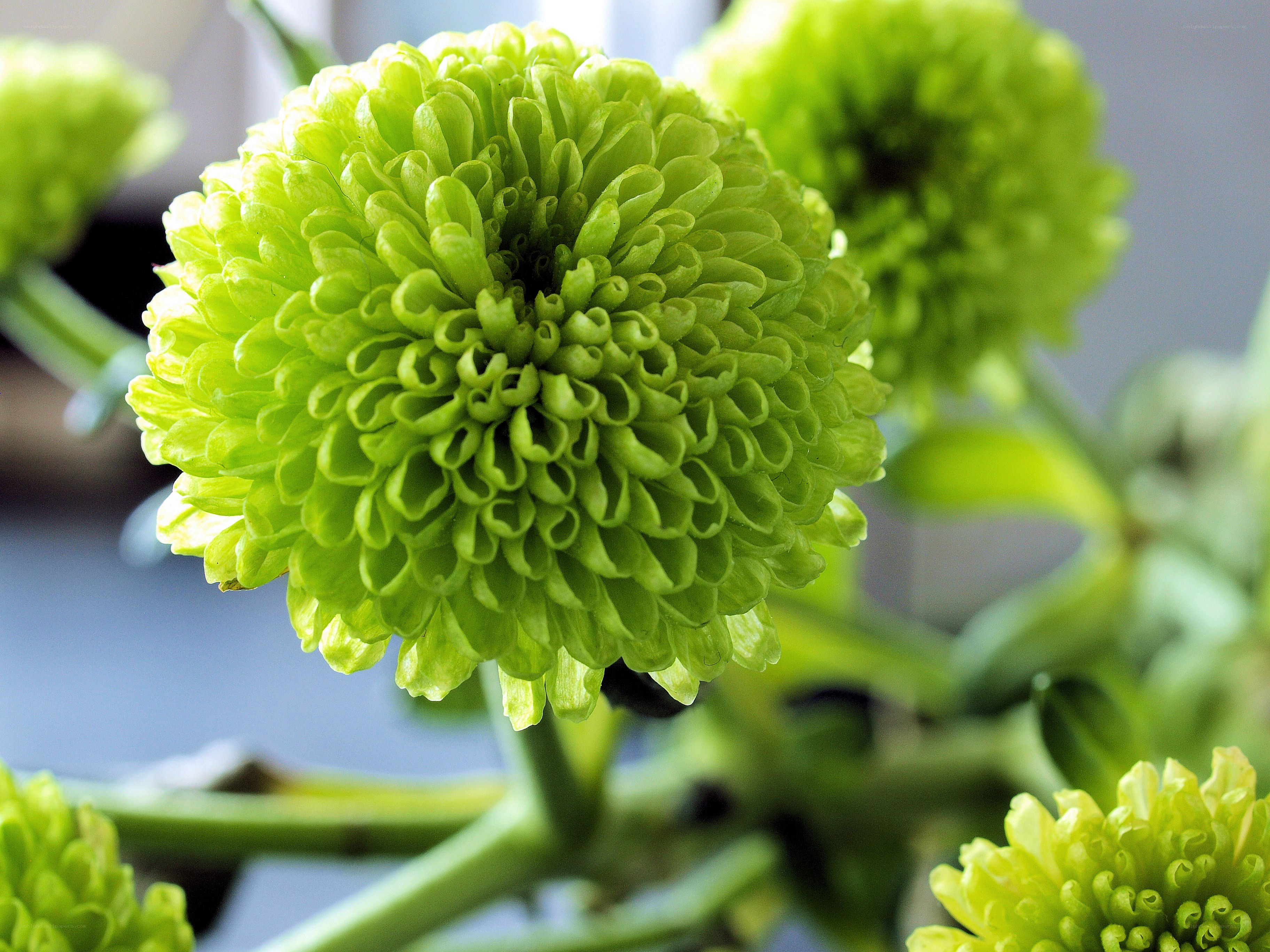 Green chrysanthemum flower