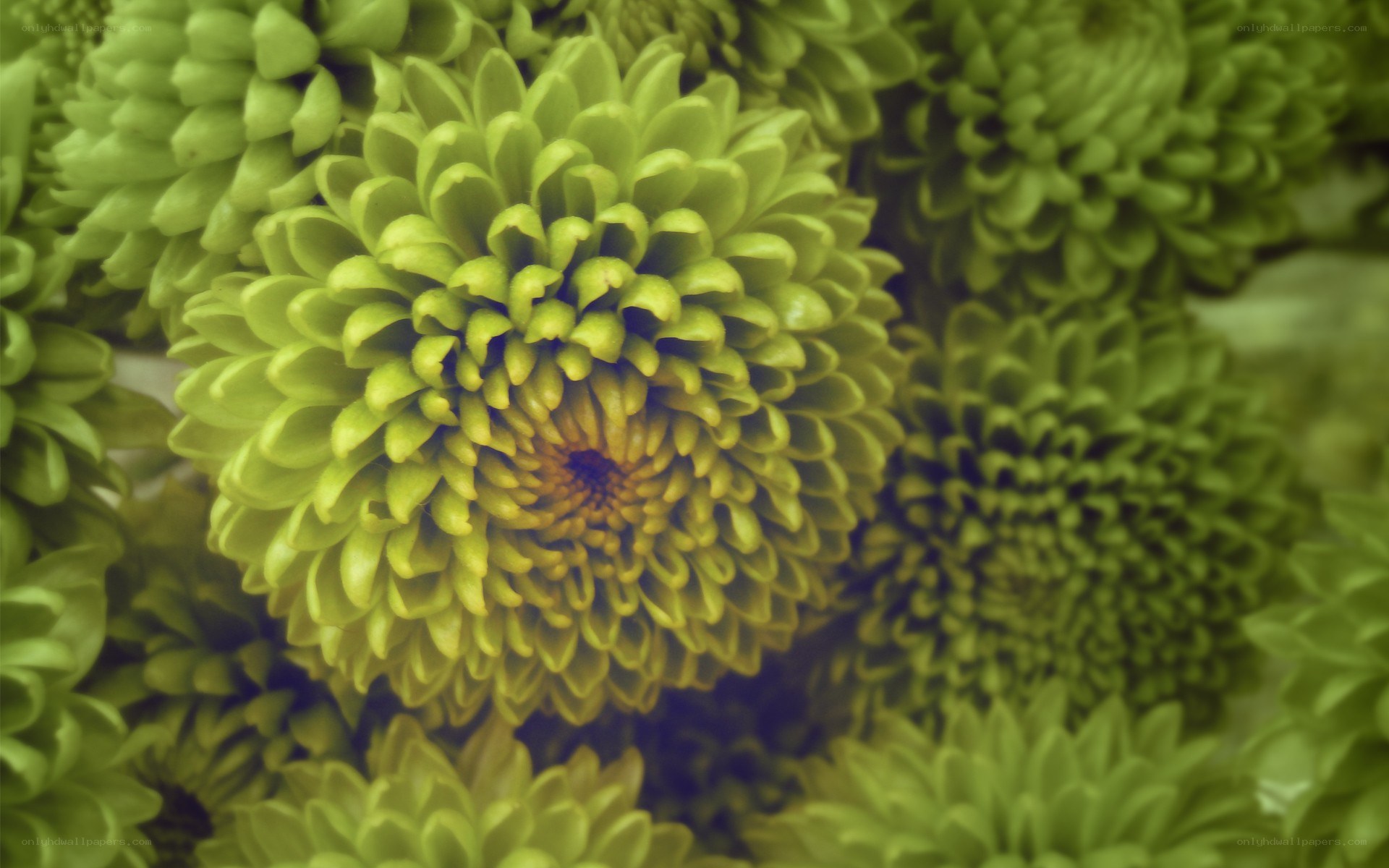 green chrysanthemum flowers