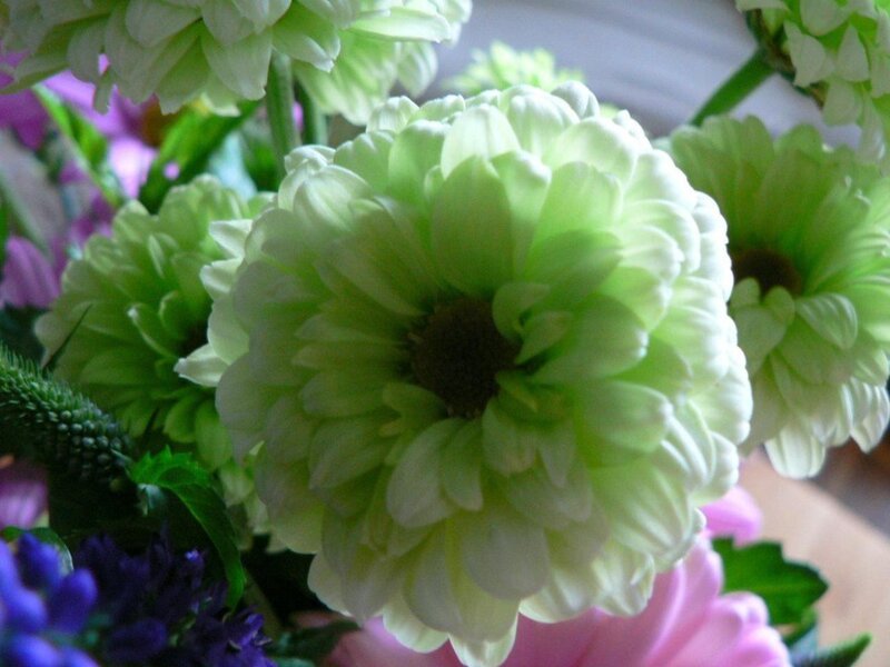 Green Chrysanthemum Flowers — Calm, Photograph