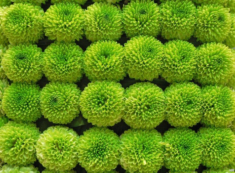 Green Chrysanthemum Flowers — Calm