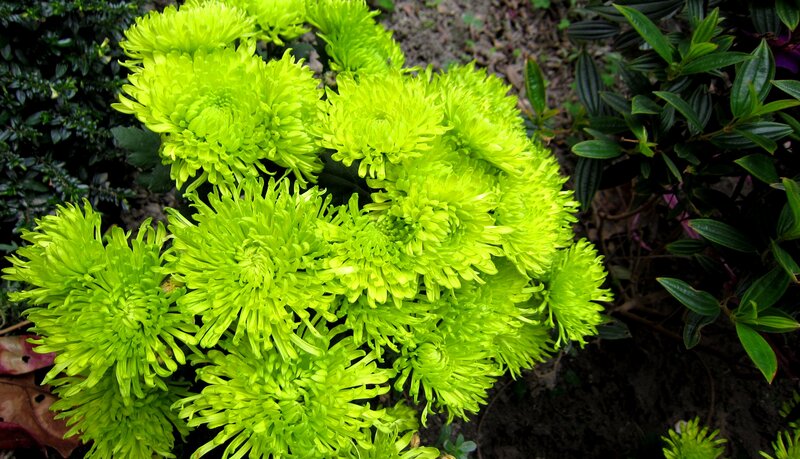 Green Chrysanthemum Flowers — Natural, Photograph, Leaves