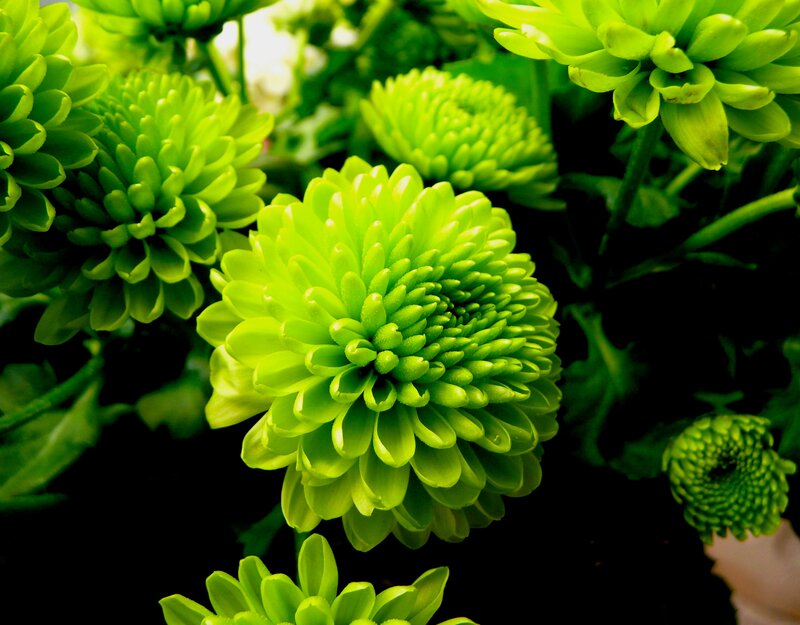 Green Chrysanthemum Flowers — Natural, Photograph
