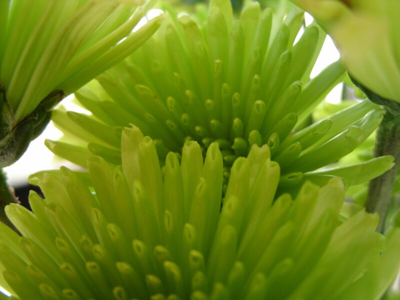 Green Chrysanthemum Flowers — Natural