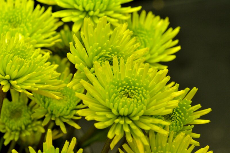 Green Chrysanthemum Flowers — Yellow, Calm
