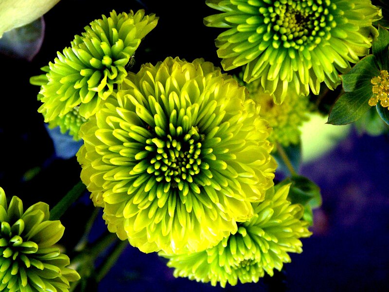 Green Chrysanthemum Flowers — Yellow