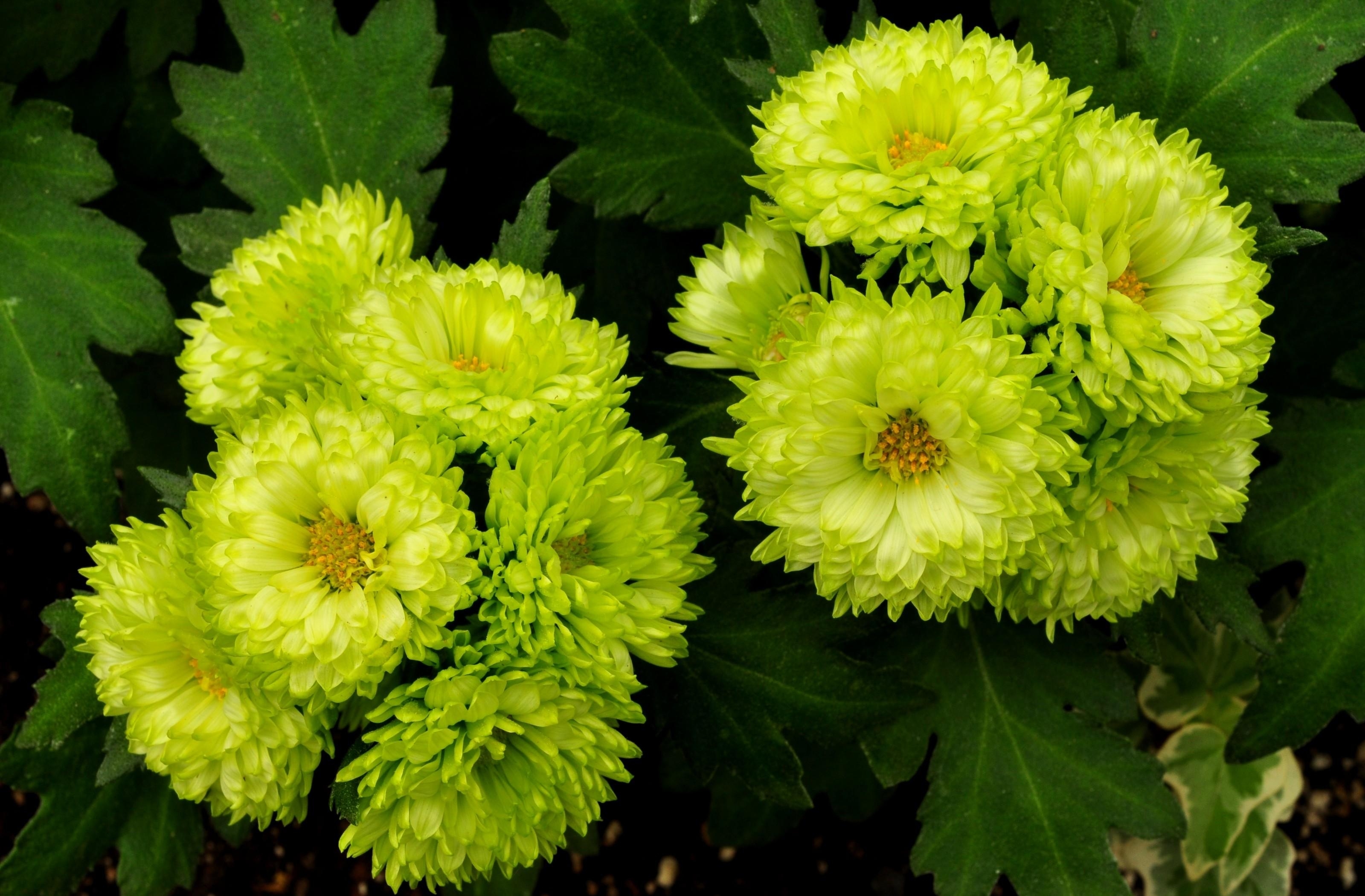green chrysanthemum flowers