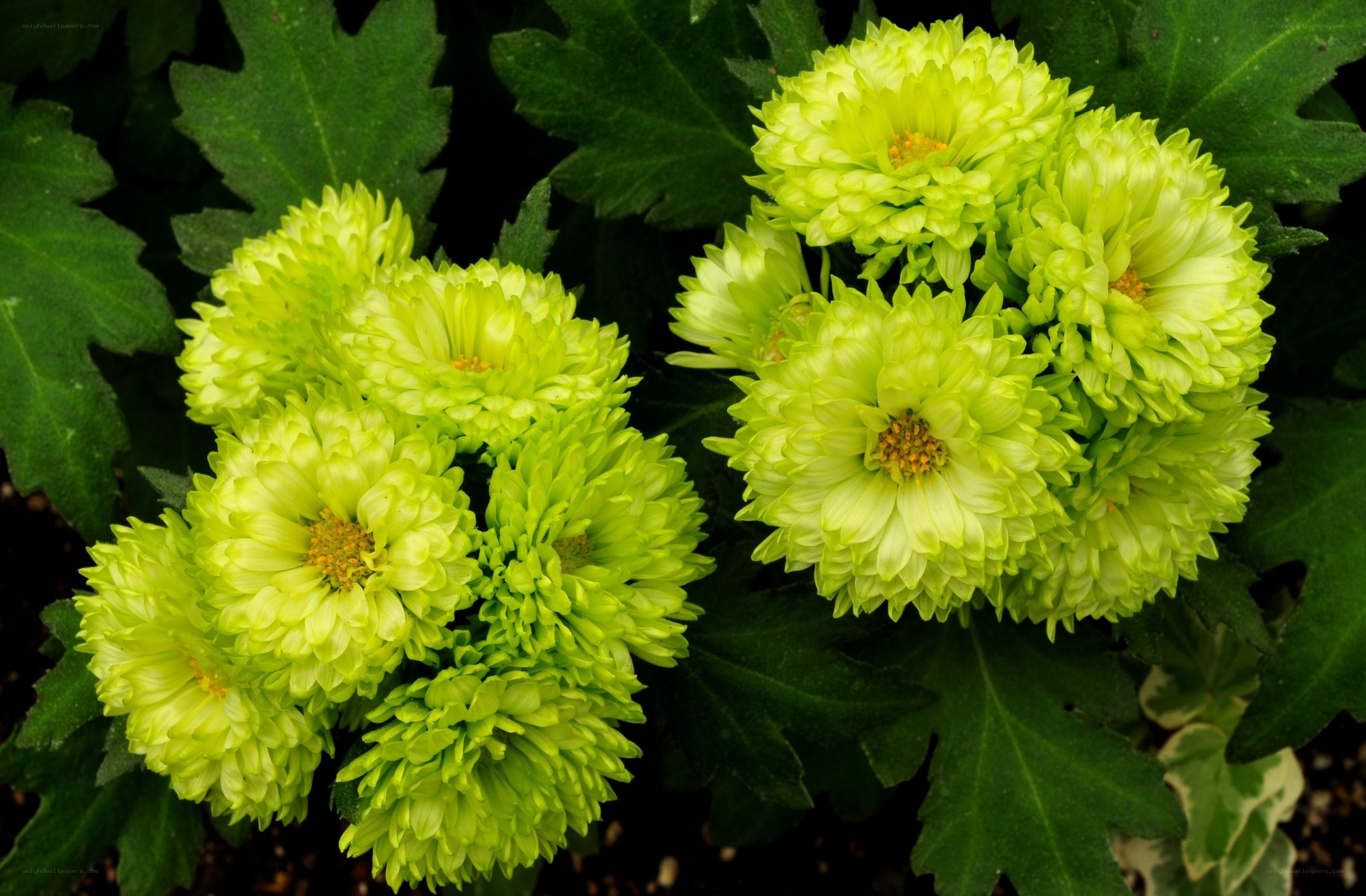 green chrysanthemum flowers