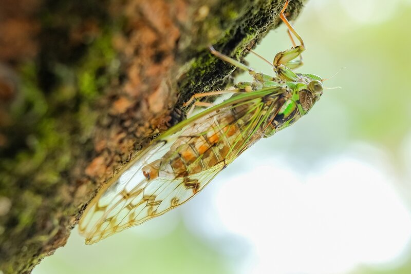 Green cicada on tree bark