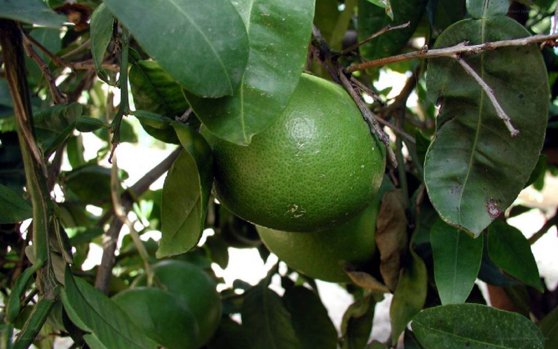 green citrus fruit on tree