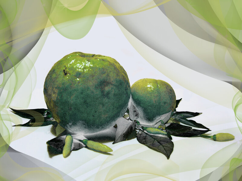 Green Citrus Fruits