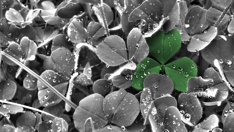 Green Clover Among Black and White Leaves