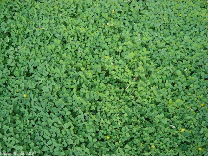 green clover field