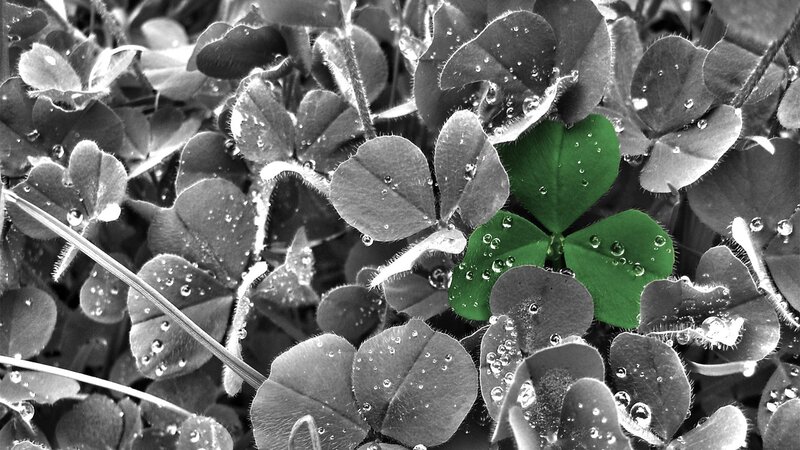 Green clover in a black and white field