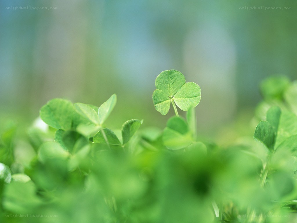 green clover in a field