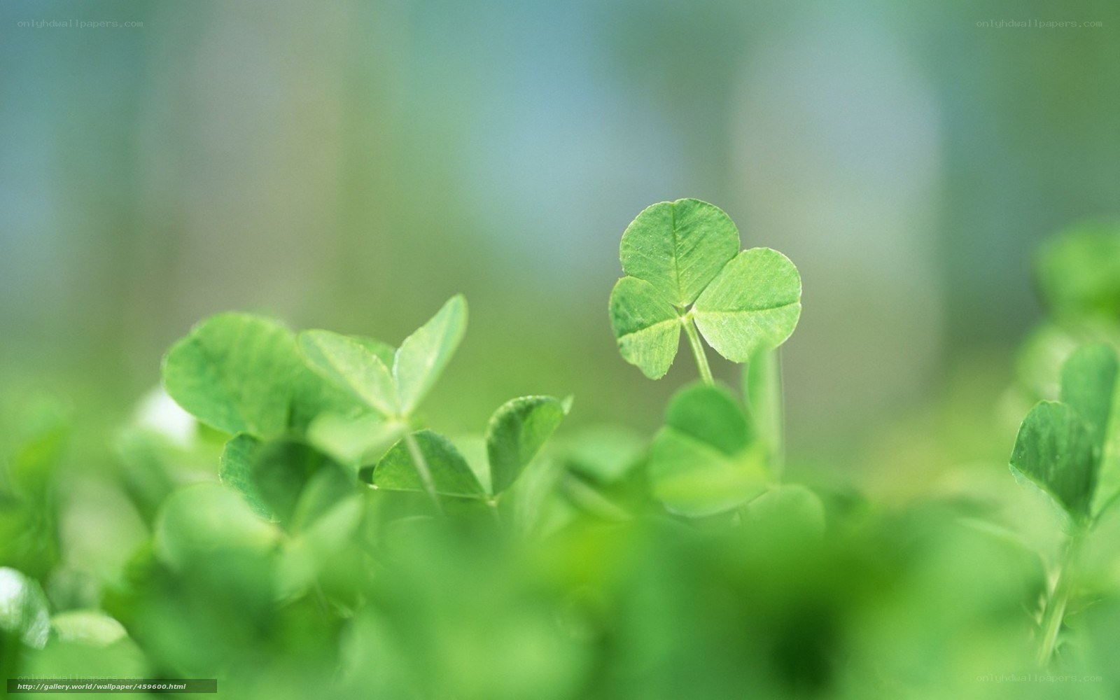 Green clover in a field