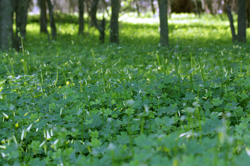 Green clover in a forest