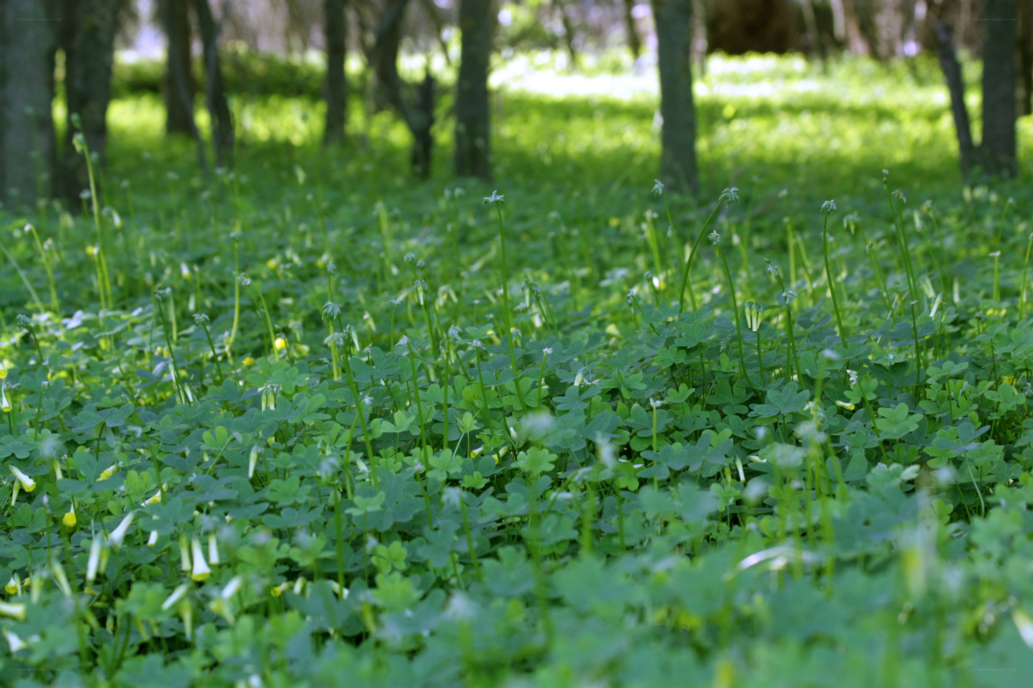 Green clover in a forest