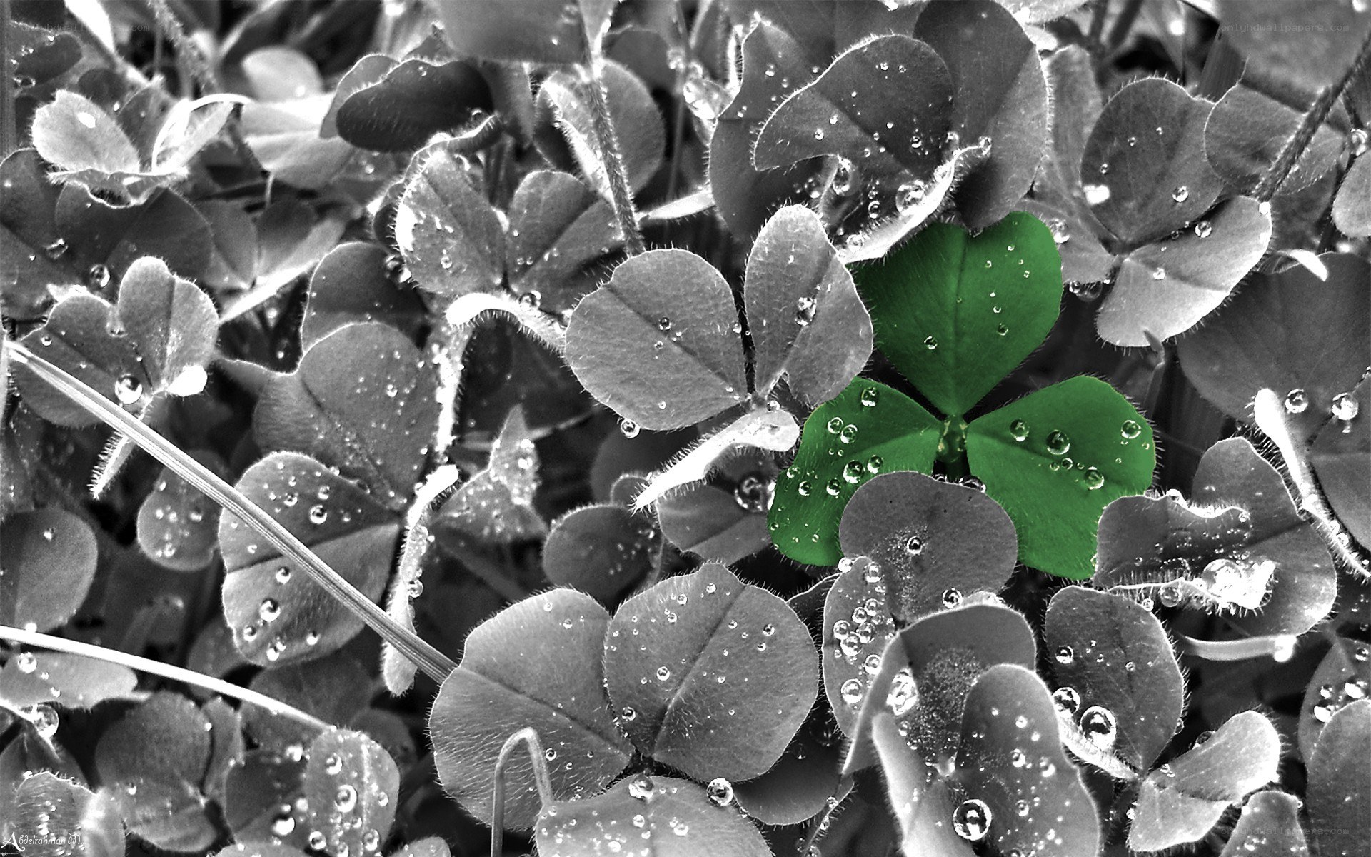 green clover in black and white