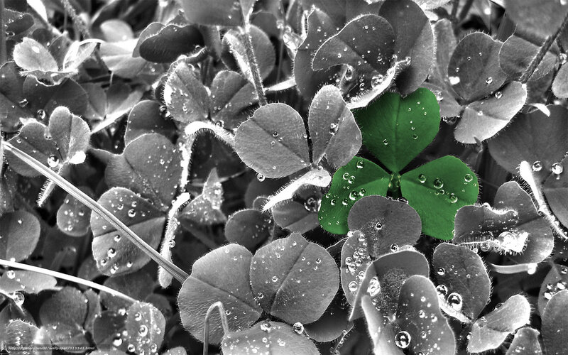Green clover in dewdrops