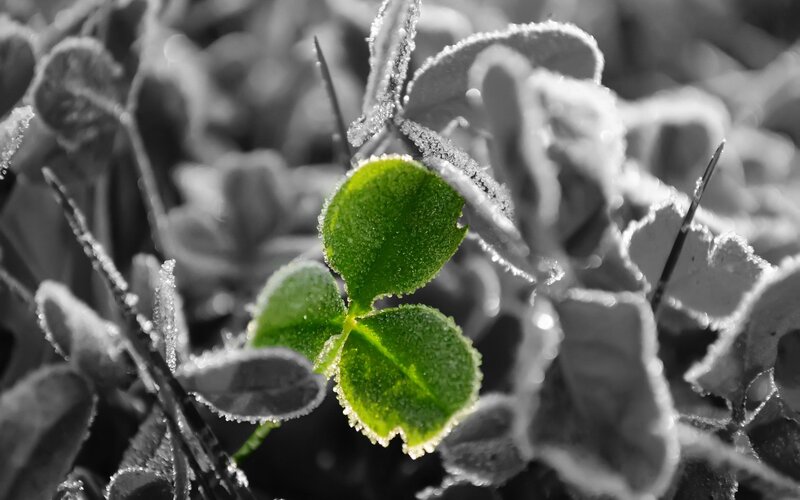 Green clover in frost
