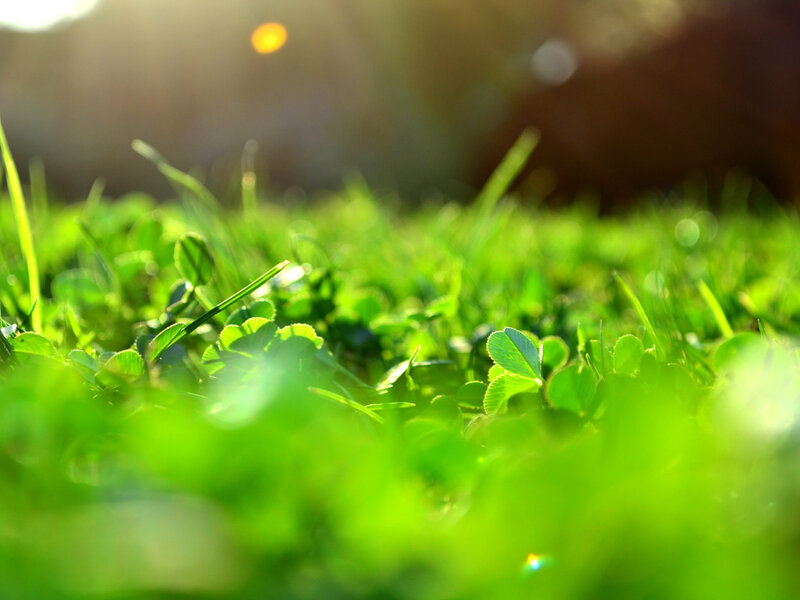 Green Clover in Grass — Serene