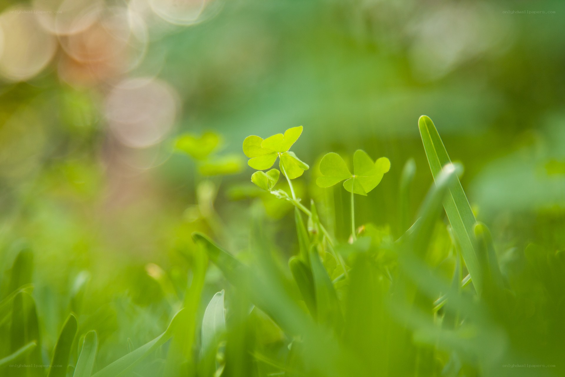 Green clover in grass