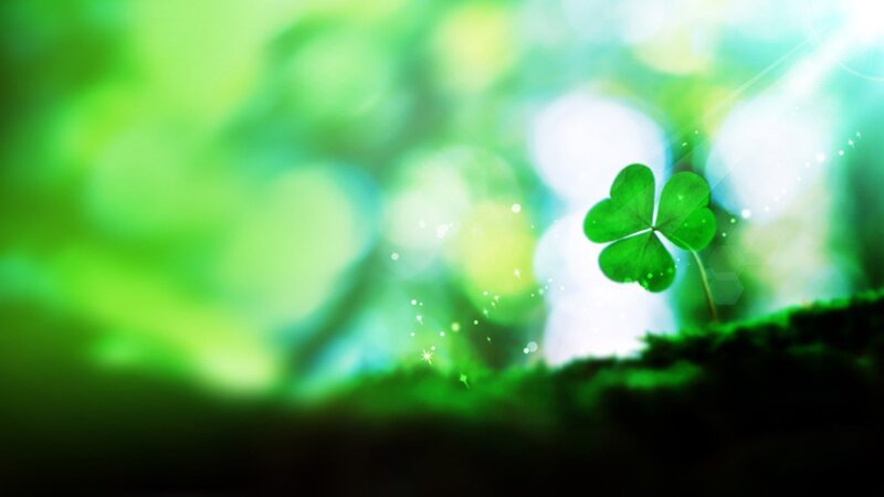green clover in nature
