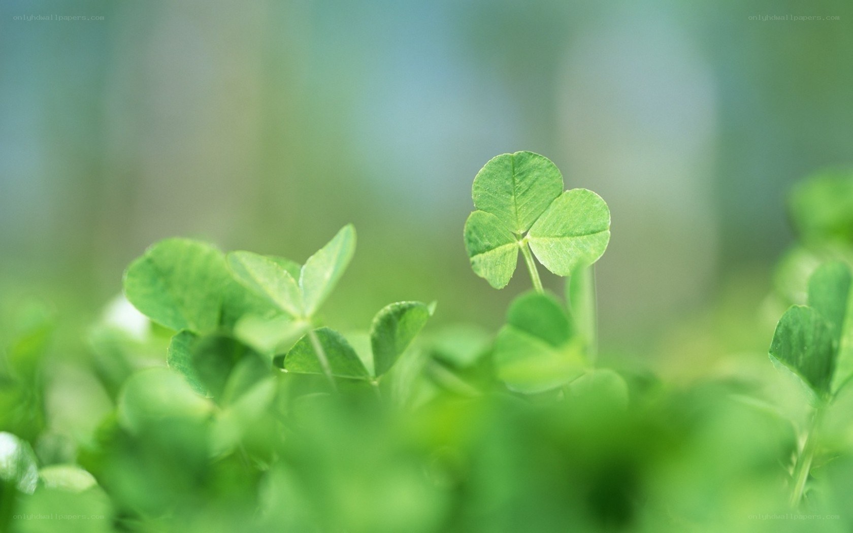 green clover in nature