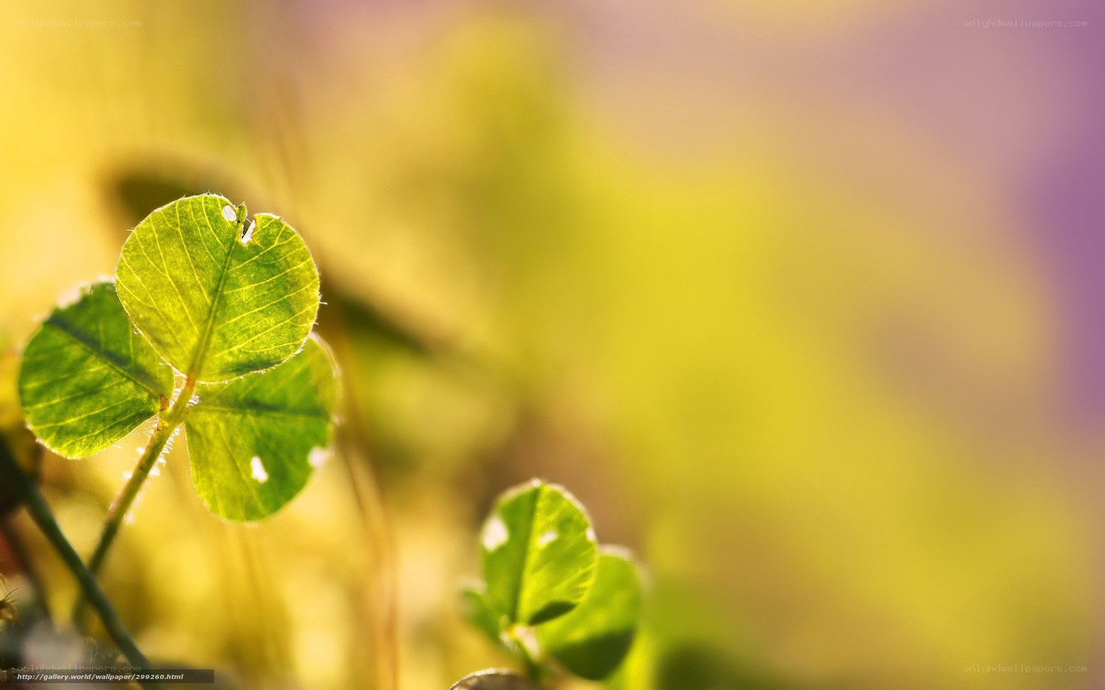 Green clover in sunlight