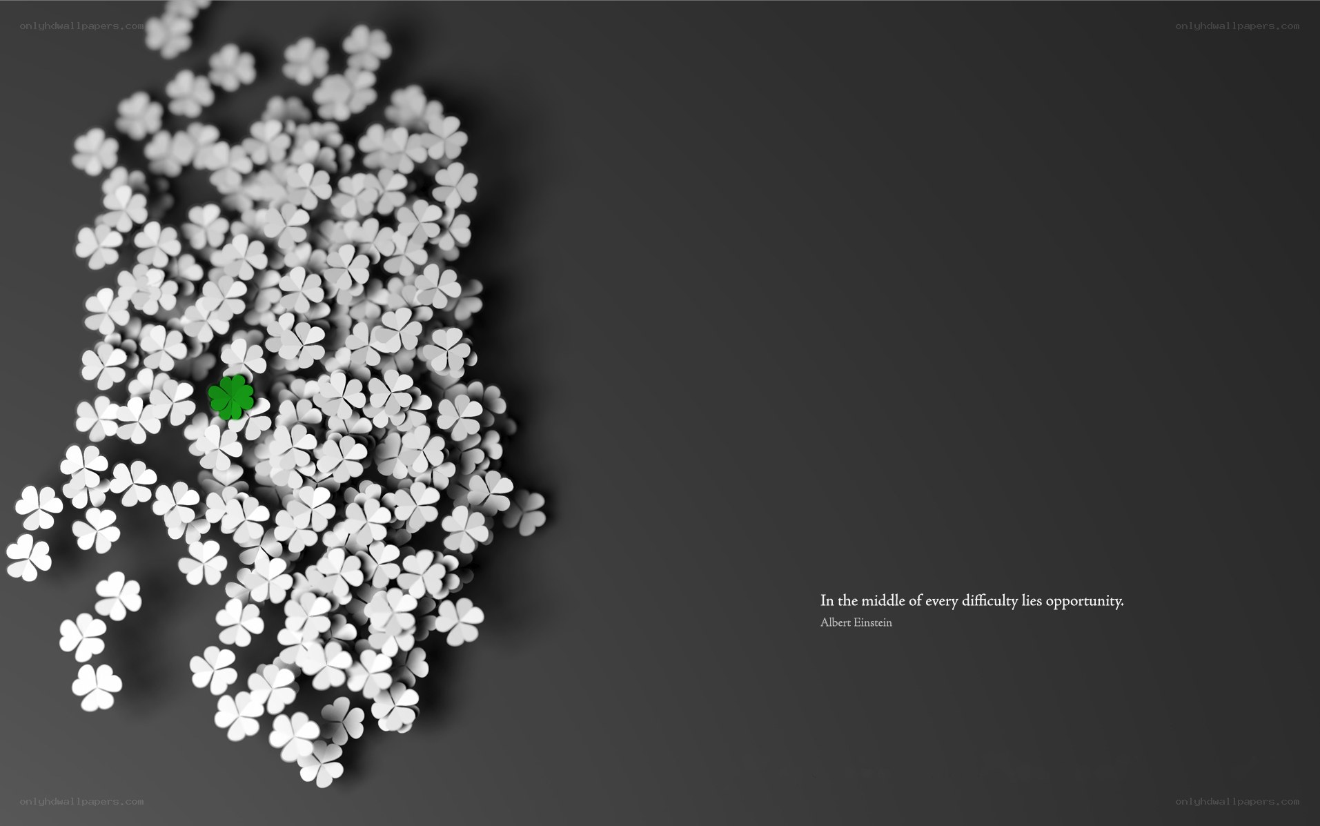green clover in white flowers