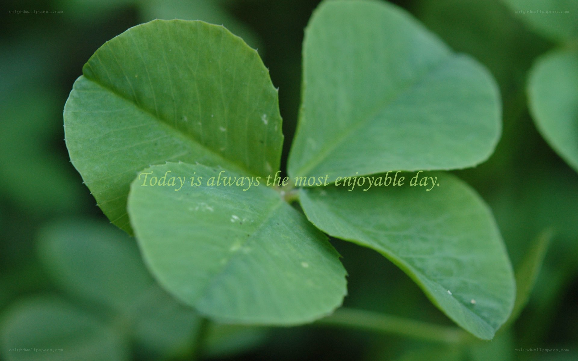 green clover leaf close-up