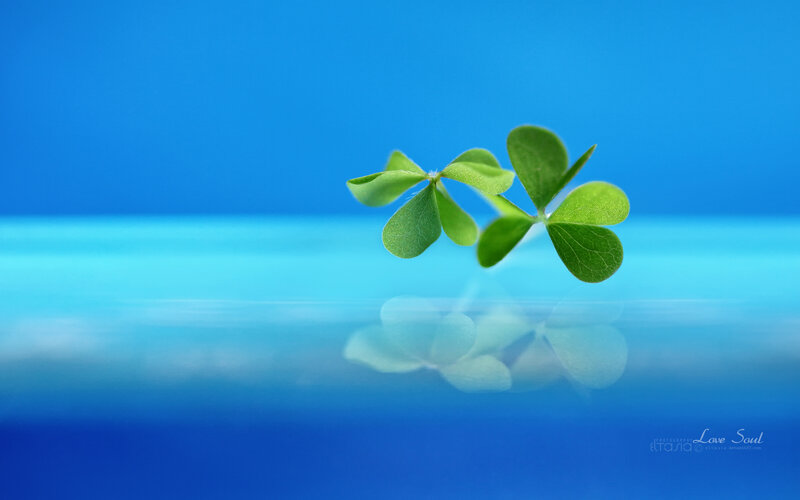 Green Clover Leaf