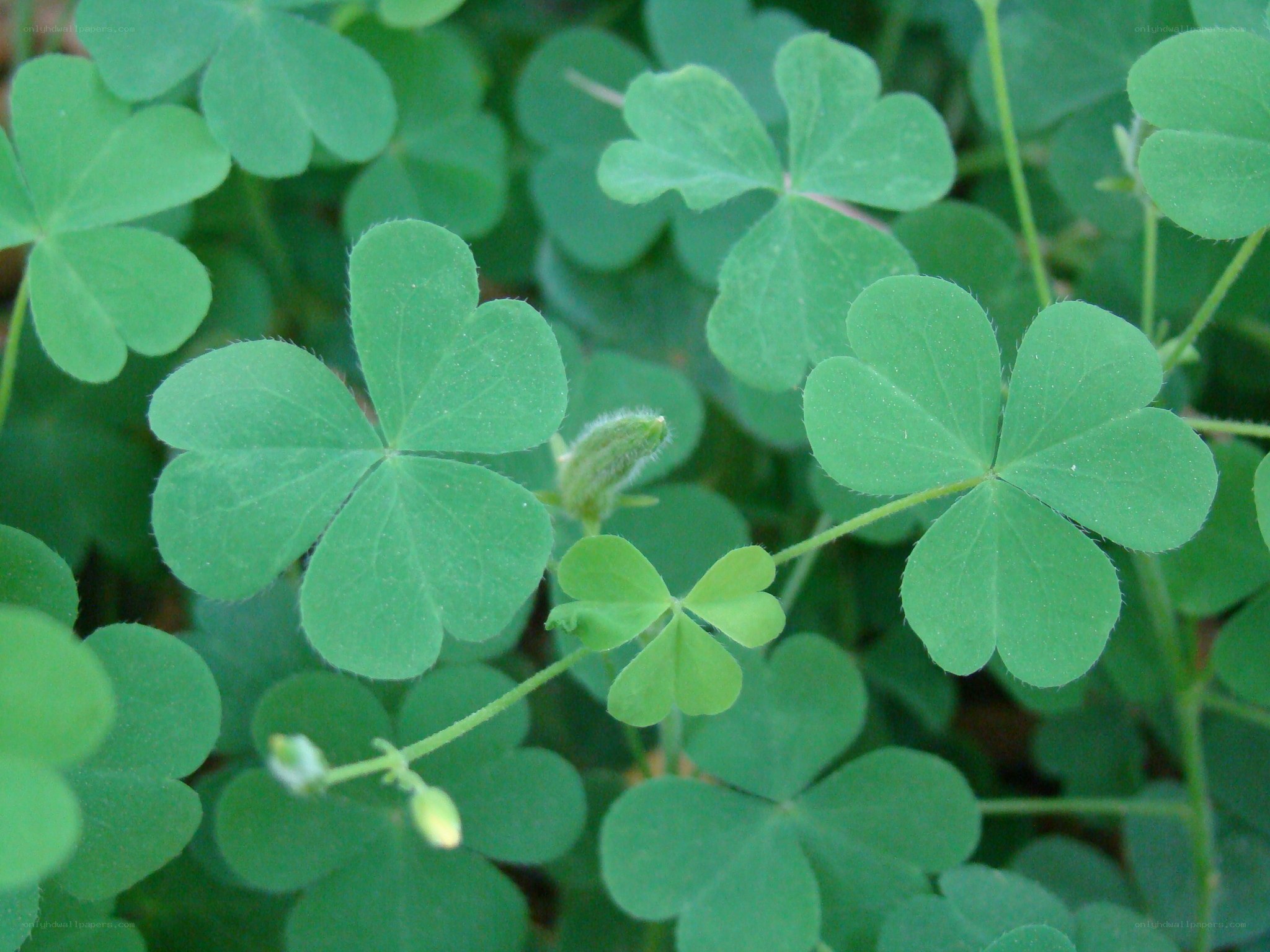 green clover leaves