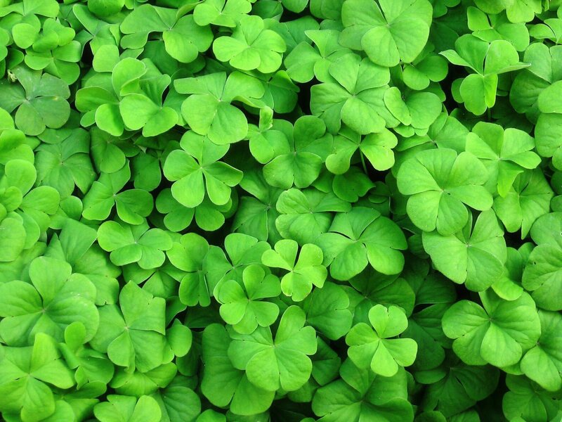 green clover leaves