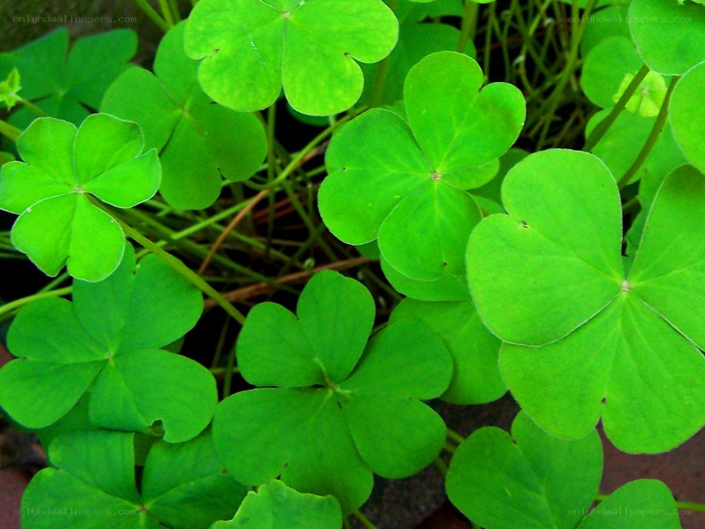 green clover leaves