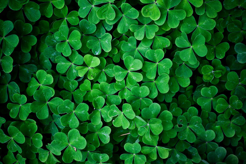 green clover leaves