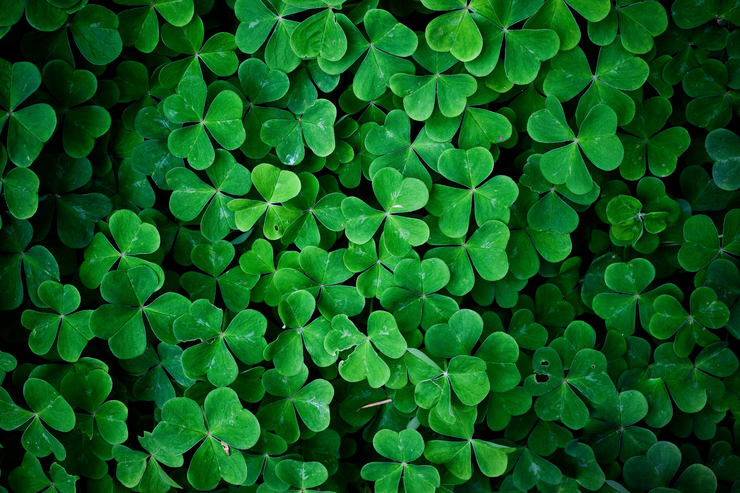 green clover leaves