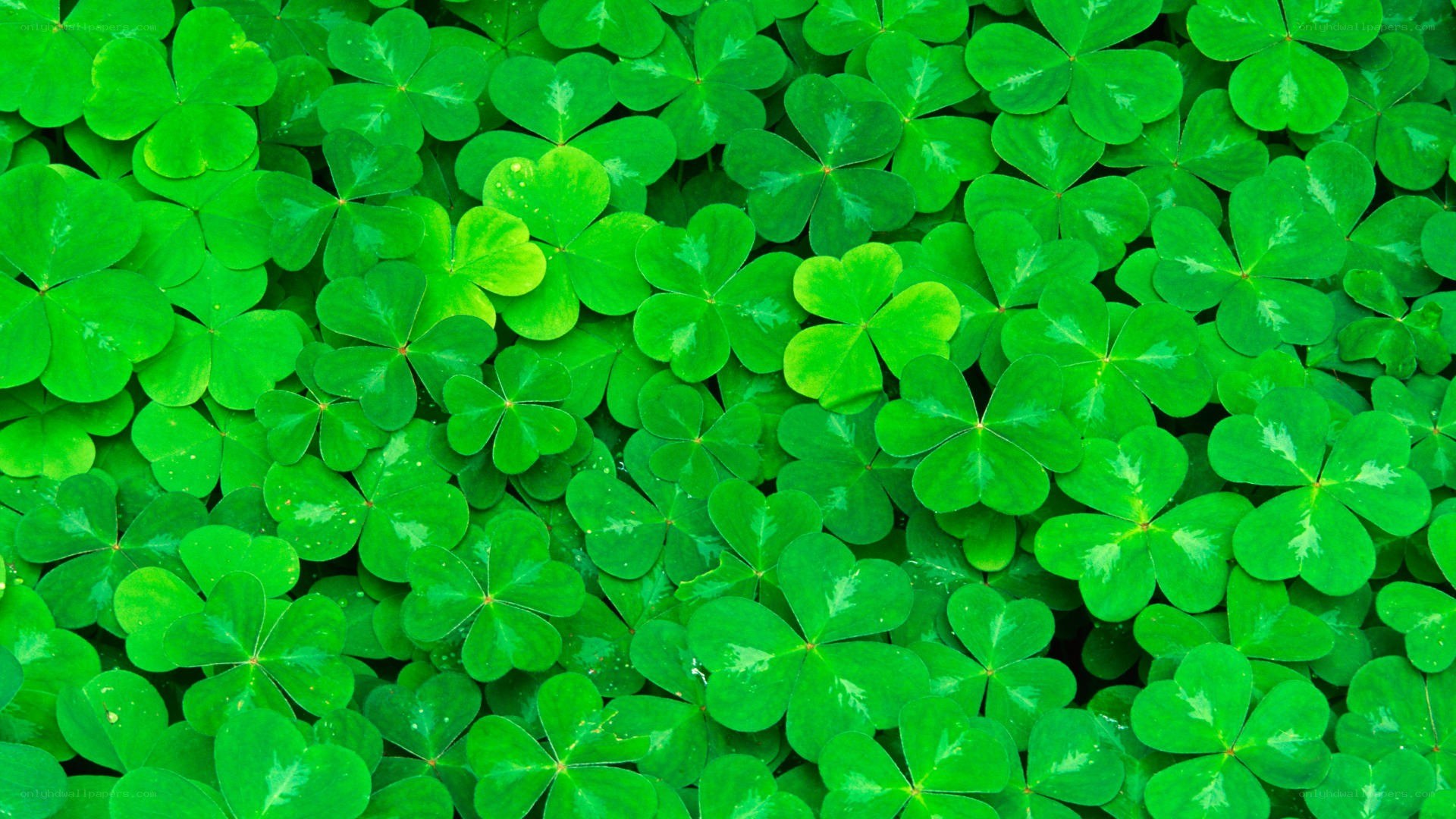 green clover leaves