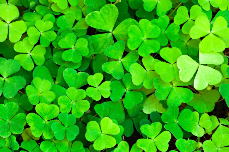 green clover leaves