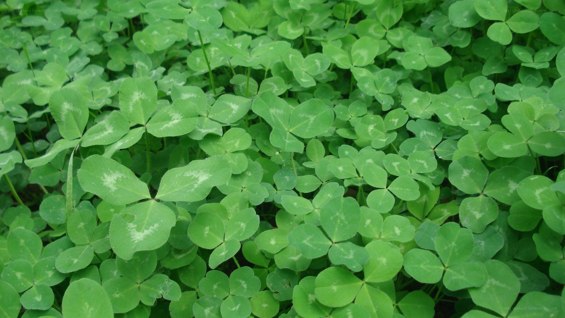 green clover leaves